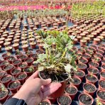 Heuchera (Heuchera villosa) ‘CARNIVAL COCOMINT’® - kont.C2L